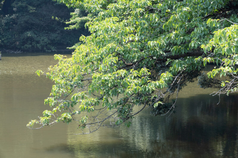 水面に枝垂れる緑