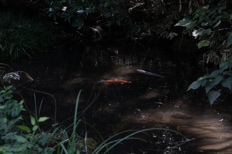国分寺崖線の湧水による池。鯉が泳いでいる。